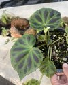Begonia plebeja