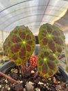 Begonia rigidifolia