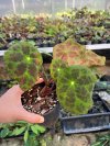 Begonia rigidifolia