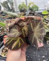 Begonia soli-mutata variegated