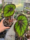Begonia sp.#1