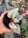 Begonia sp.#2