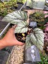 Begonia sp.#2