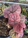 Begonia sp.#3