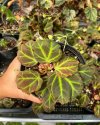 Begonia sp. Aceh