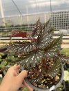 Begonia sp. China #3