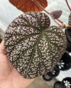 Begonia sp. Hybrid