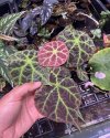 Begonia sp. Merangin