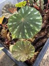 Begonia sp. Laos