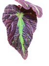 Begonia sp. (New Species)