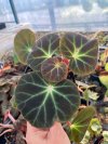 Begonia subacida