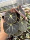 Begonia subacida