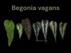 Begonia vagans