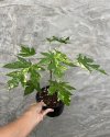 Carica papaya variegated