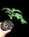 Cephalotaxus mannii