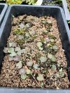 Corybas