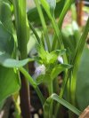 Curcuma fimbriata