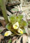 Curcuma globulifera