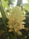 Curcuma ignea white flower