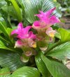 Curcuma princeps