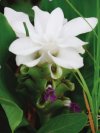 Curcuma thorelii