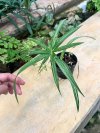 Cyperus sp. dwarf variegated