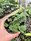 Davallia sp. Dwarf