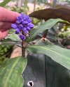 Dichorisandra thyrsiflora