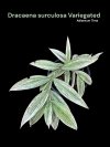 Dracaena surculosa variegated