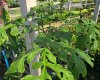 Dracontium loretense