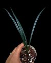 Elaphoglossum sp. #1