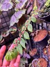 Elatostema sp. pink flower