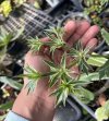 Eryngium foetidum variegated