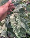 Ficus 'Snow Storm'