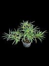 Ficus ischnopoda
