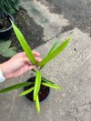 Ficus maclellandii variegated