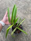 Ficus maclellandii variegated