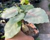 Ficus petiolaris