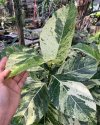Ficus septica variegated