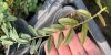 Ficus ruginervia #1
