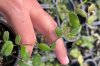 Ficus ruginervia #2