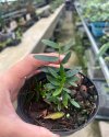 Ficus ruginervia #3