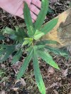 Ficus simplicissima