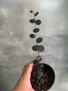 Ficus sp. dark (Ficus sp. Sumatra)_Size L