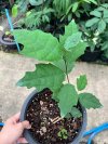 Ficus sp. #5