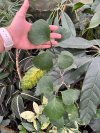 Ficus sp. Heart Shape