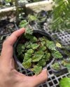 Ficus thunbergii