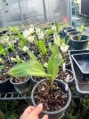 Geodorum recurvum white flower