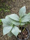 Globba dasycarpa silver