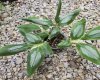 Globba subtrigosa